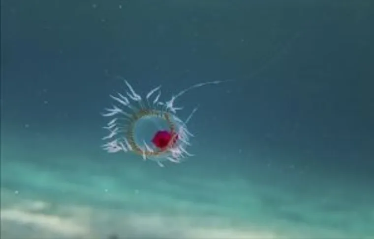 Маленькая прозрачная медуза Turritopsis dohrnii